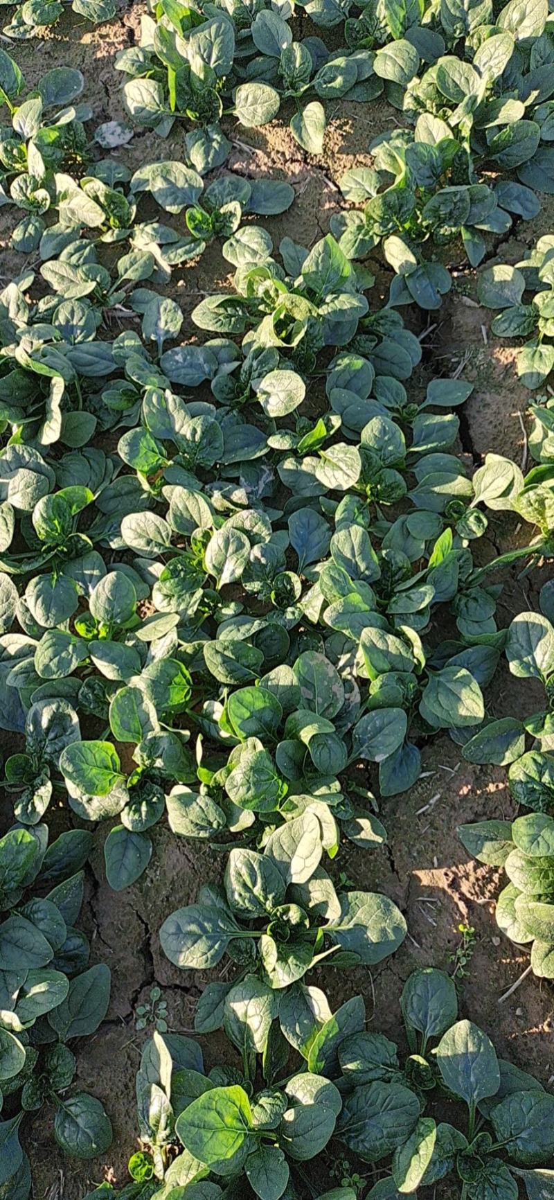 杞县趴地菠菜大量上市，质量有保障，量大需要的联系