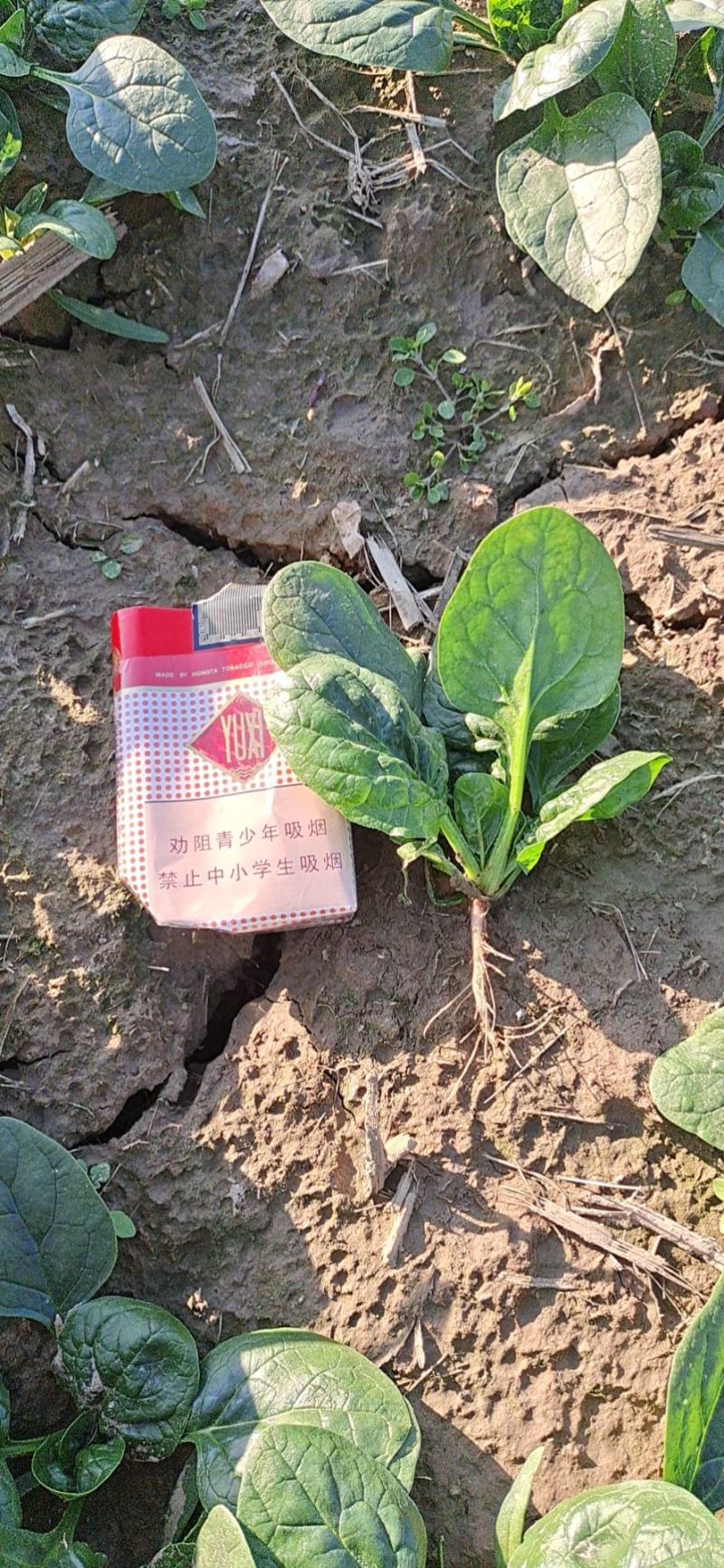 杞县趴地菠菜大量上市，质量有保障，量大需要的联系