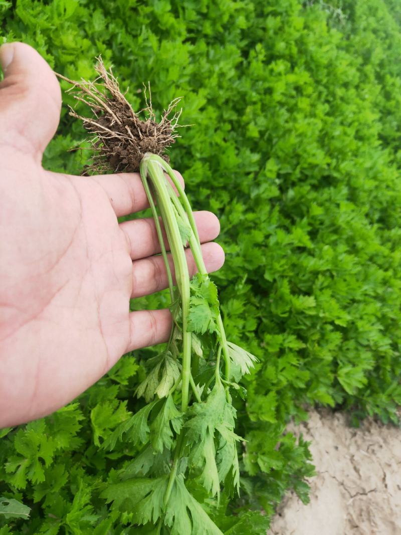 芹菜苗，品种多，价格低。常年供货，一手货源保成活率，