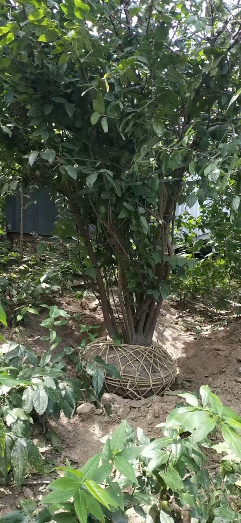 腊梅独杆丛生腊梅基地大量供应中，江苏宿迁沭阳县基地直销。