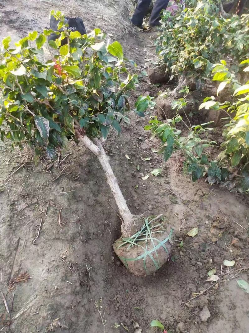 腊梅独杆丛生腊梅基地大量供应中，江苏宿迁沭阳县基地直销。
