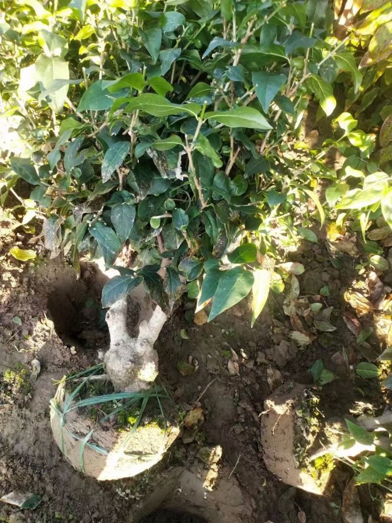 腊梅独杆丛生腊梅基地大量供应中，江苏宿迁沭阳县基地直销。