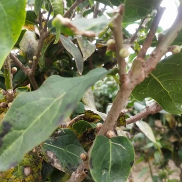 腊梅独杆丛生腊梅基地大量供应中，江苏宿迁沭阳县基地直销。