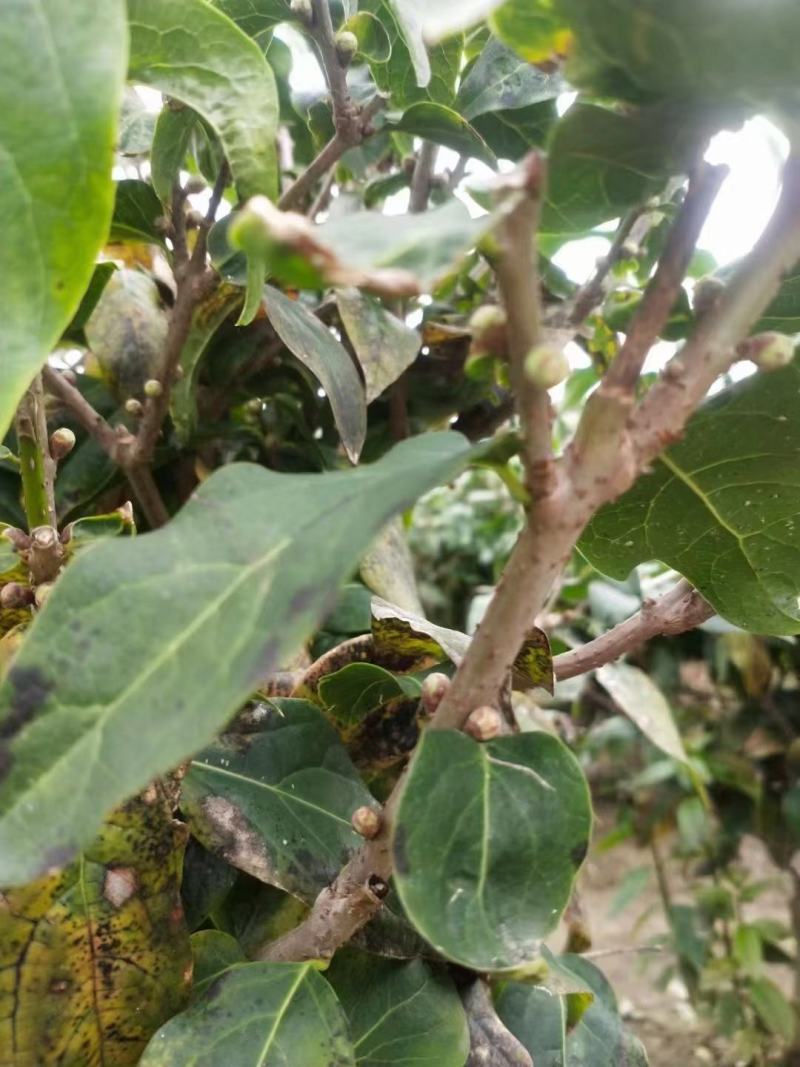 腊梅独杆丛生腊梅基地大量供应中，江苏宿迁沭阳县基地直销。