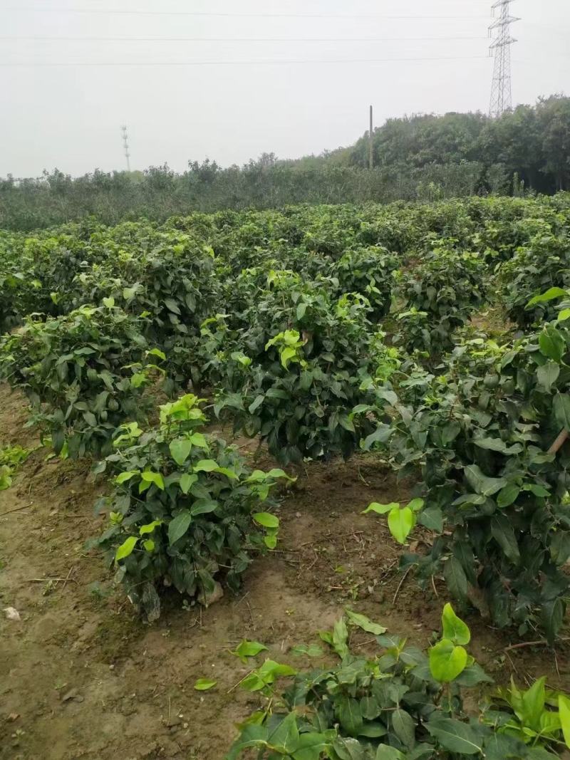腊梅独杆丛生腊梅基地大量供应中，江苏宿迁沭阳县基地直销。