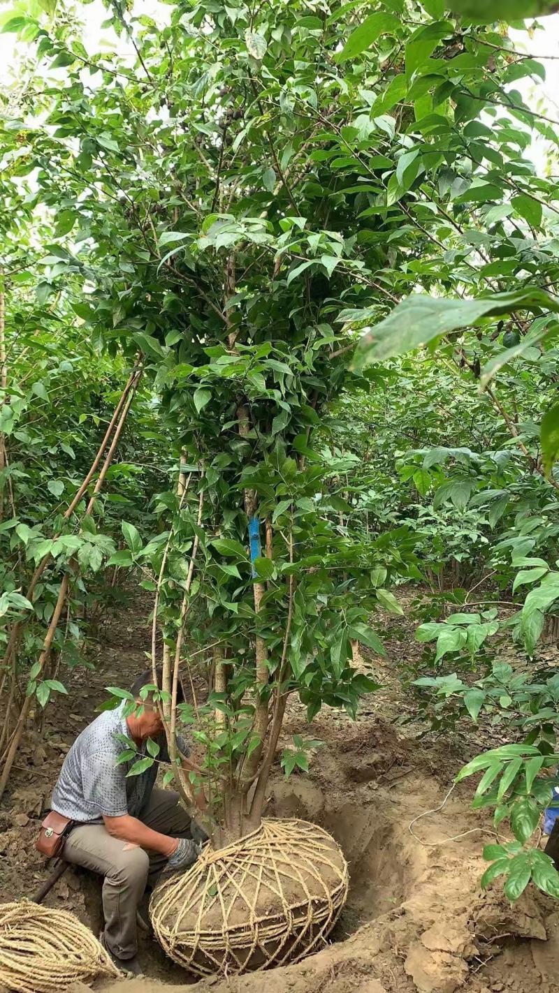 腊梅独杆丛生腊梅基地大量供应中，江苏宿迁沭阳县基地直销。