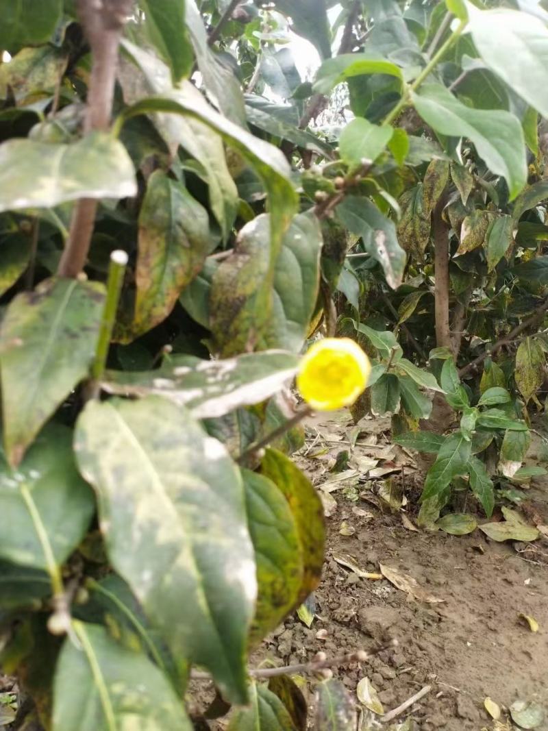 腊梅独杆丛生腊梅基地大量供应中，江苏宿迁沭阳县基地直销。