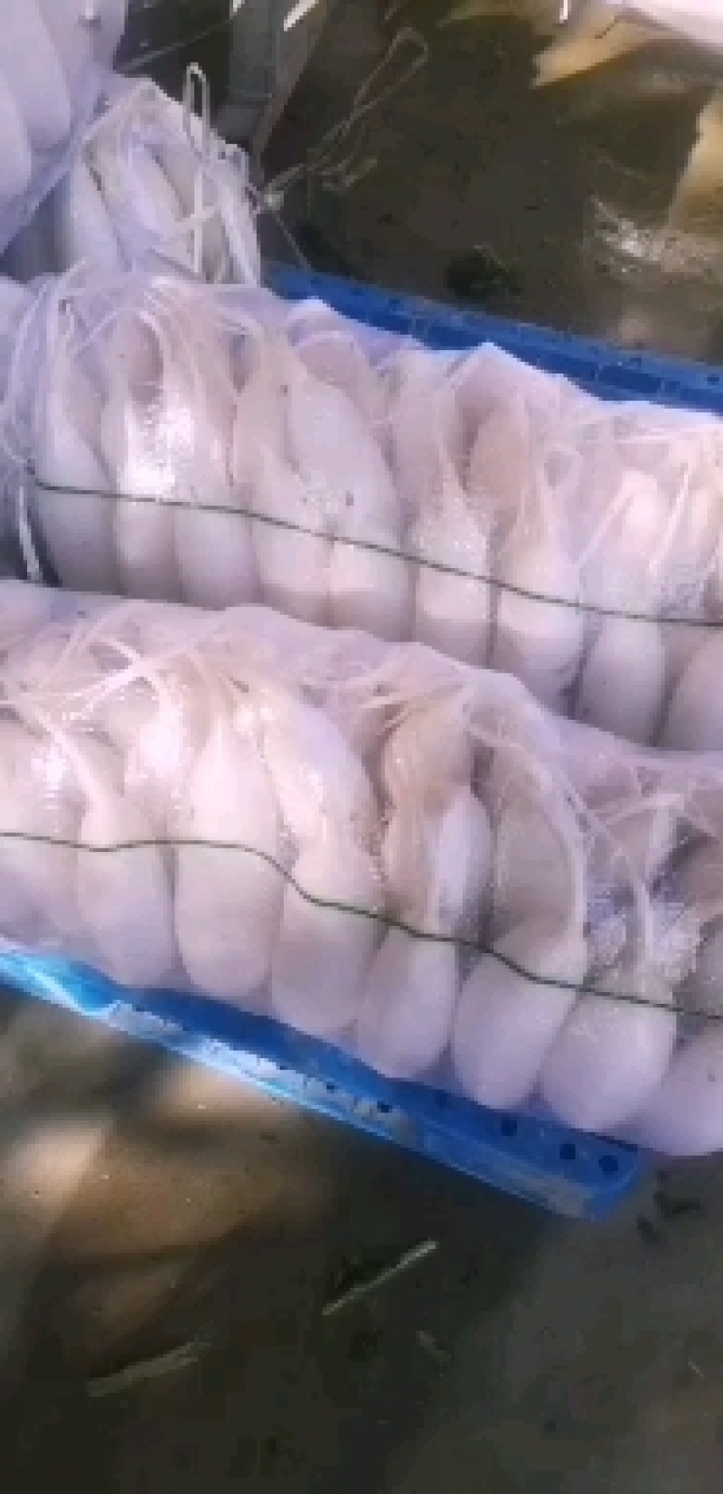 出收，冷库白罗卜，带泥的白罗卜有需要的老板连系我