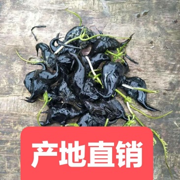 菱角种菱角苗菱角种苗青菱角种子种苗大菱角牛角菱两角