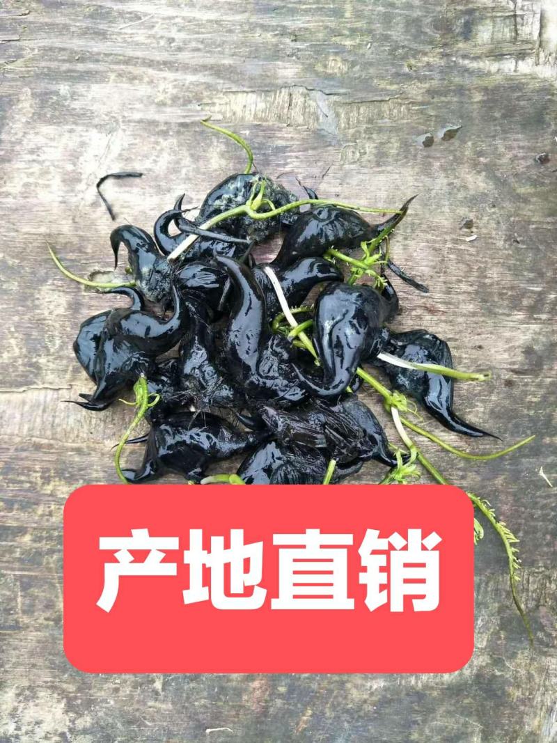 菱角种菱角苗菱角种苗青菱角种子种苗大菱角牛角菱两角