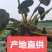 菱角种菱角苗大别山区湖北黄冈蕲春