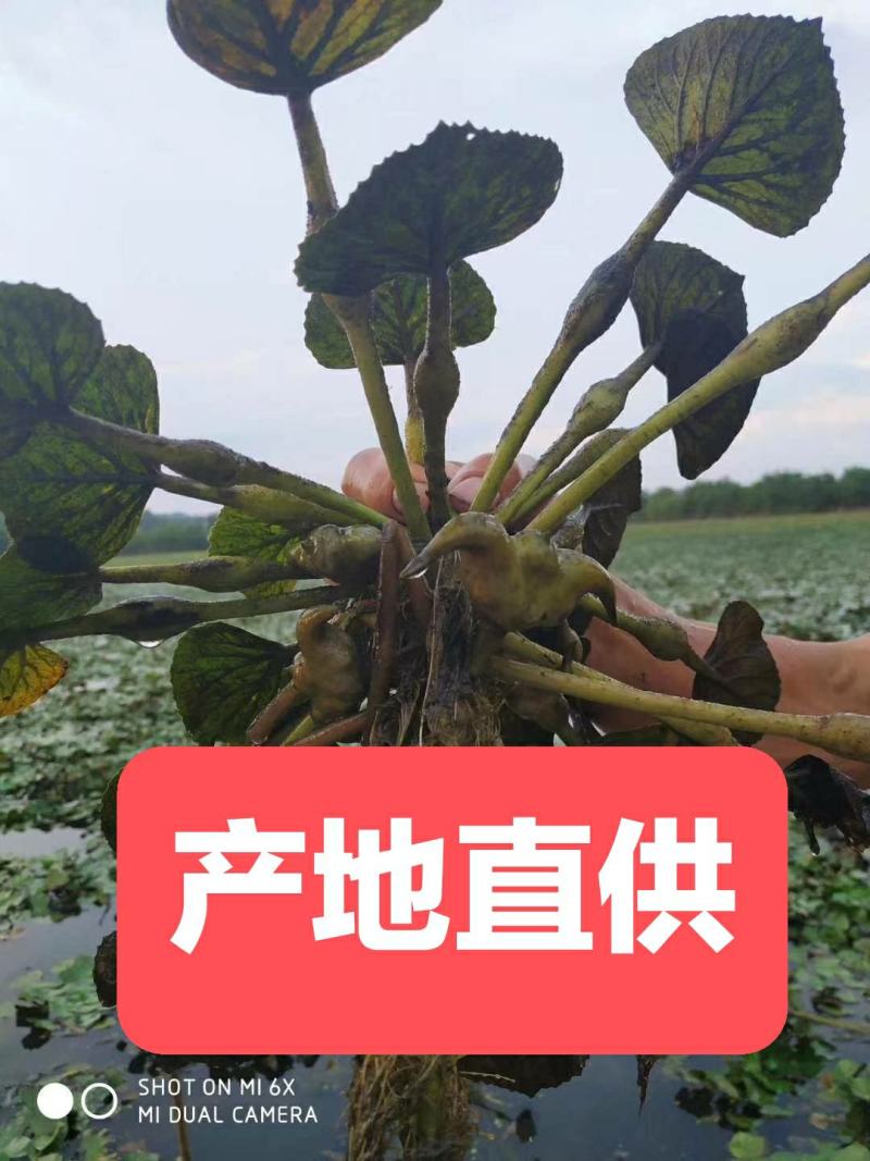 菱角种菱角苗大别山区湖北黄冈蕲春