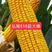 弘展818高产玉米种子，抗病抗倒抗捞高产大捧玉米种子