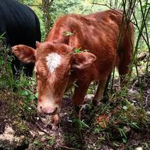 杂交黄牛犊，育肥的好品种。