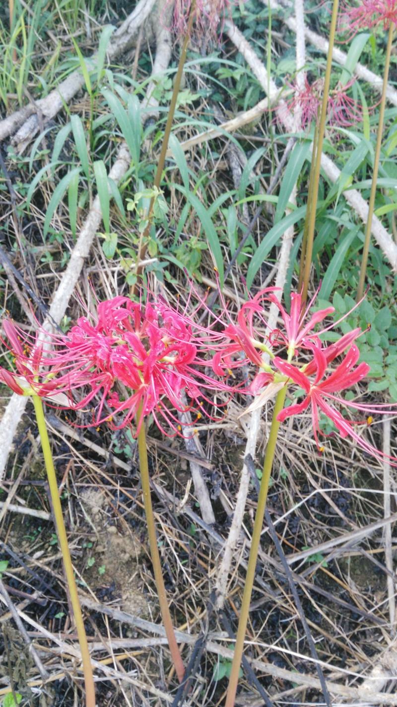 麦冬草，红叶石楠，红花继木，红花石蒜，毛杜鹃等地被苗木