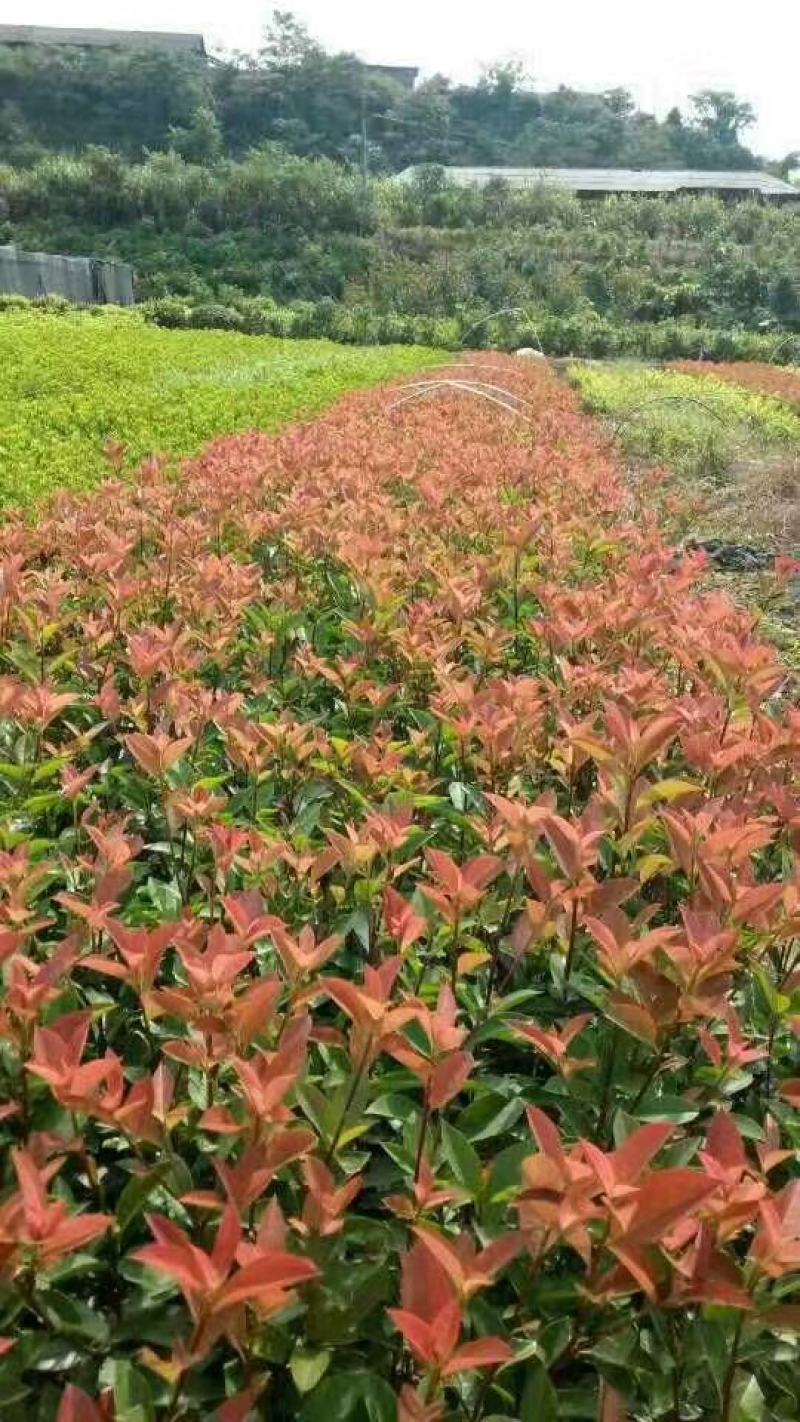 麦冬草，红叶石楠，红花继木，红花石蒜，毛杜鹃等地被苗木