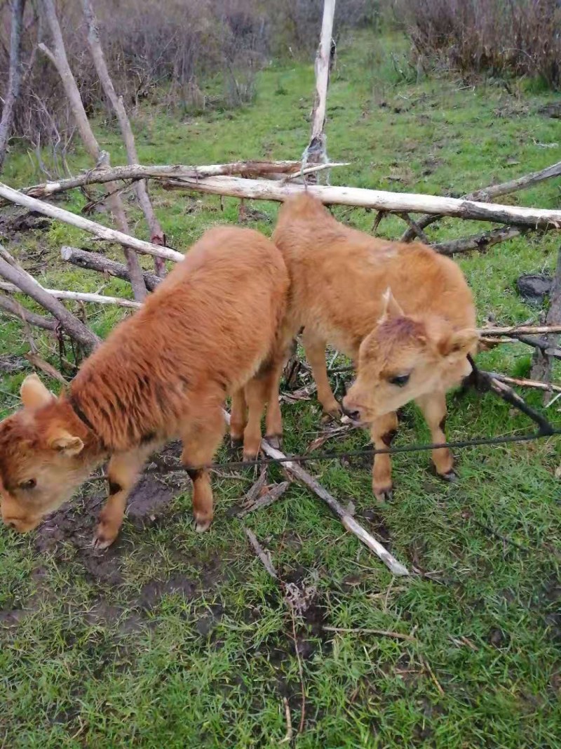 吃草吃料改良小黄牛犊