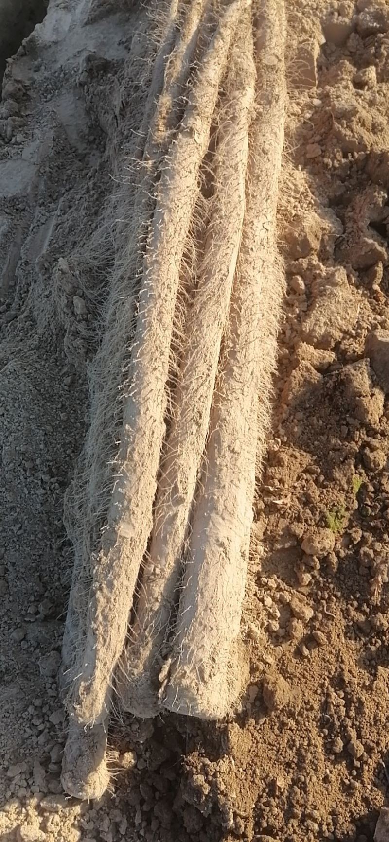 九斤黄山药，条形好规格均匀适合进商超