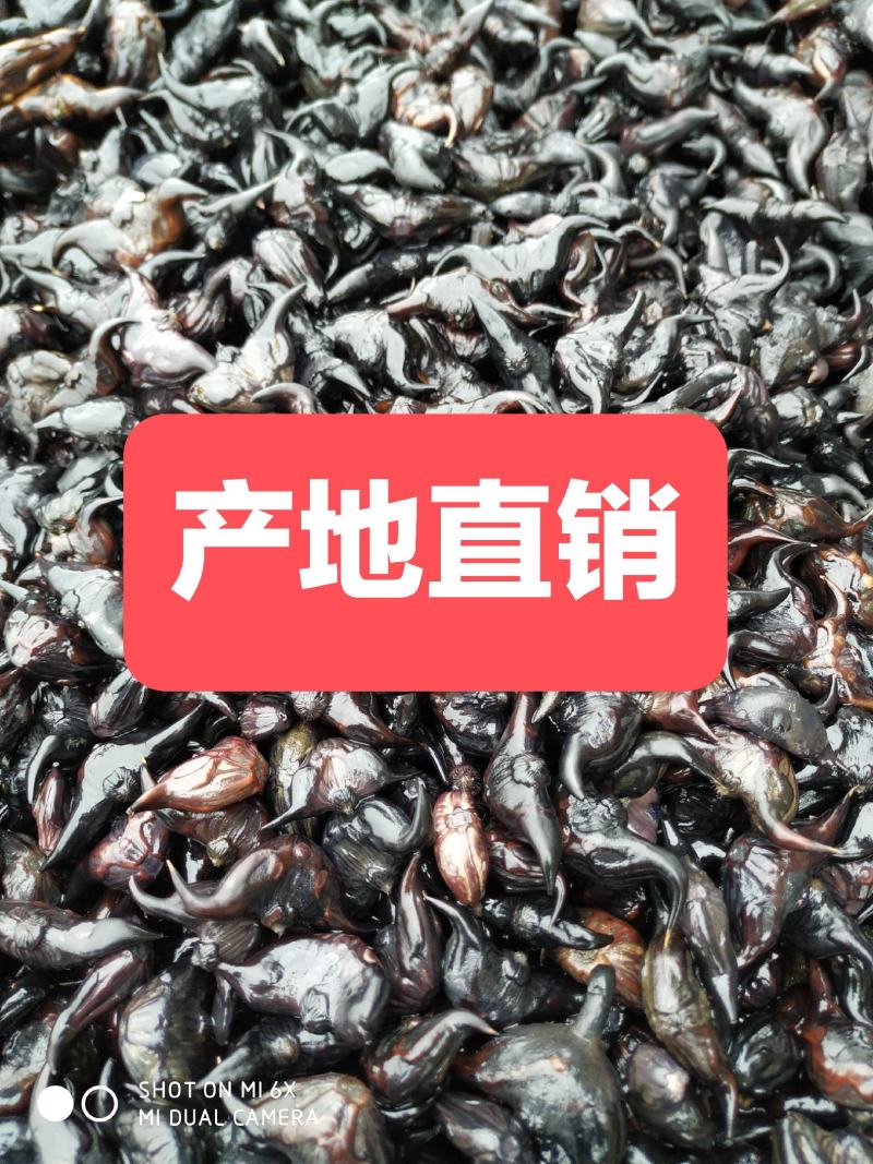 脱皮菱角大小青菱牛角菱两角菱老菱角湖北黄冈蕲春