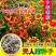天人菊种子虎皮菊老虎皮菊种子四季易种庭院阳台种子