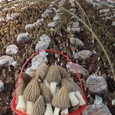 青海郅阳羊肚菌菌种羊肚菌母种六妹七妹高品质