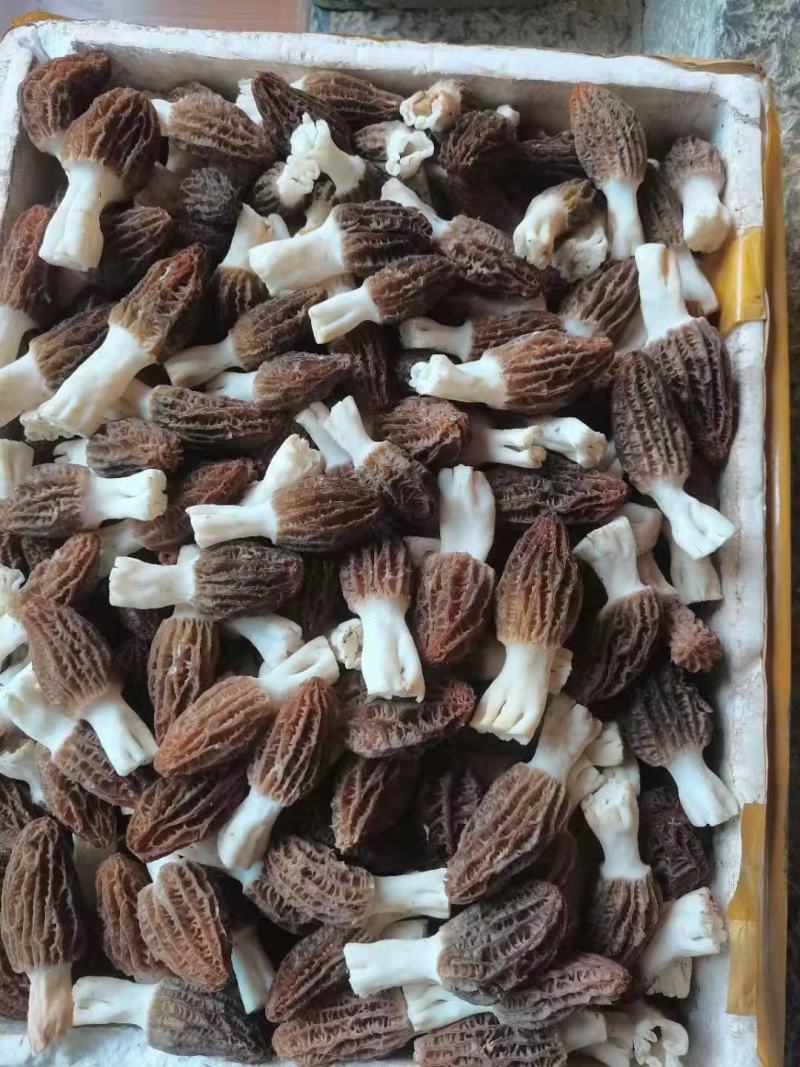 青海郅阳羊肚菌菌种原种