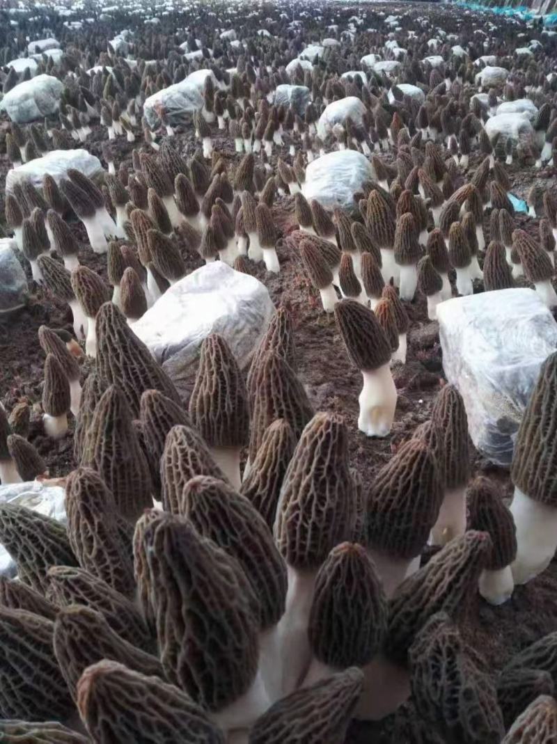 青海郅阳羊肚菌菌种原种