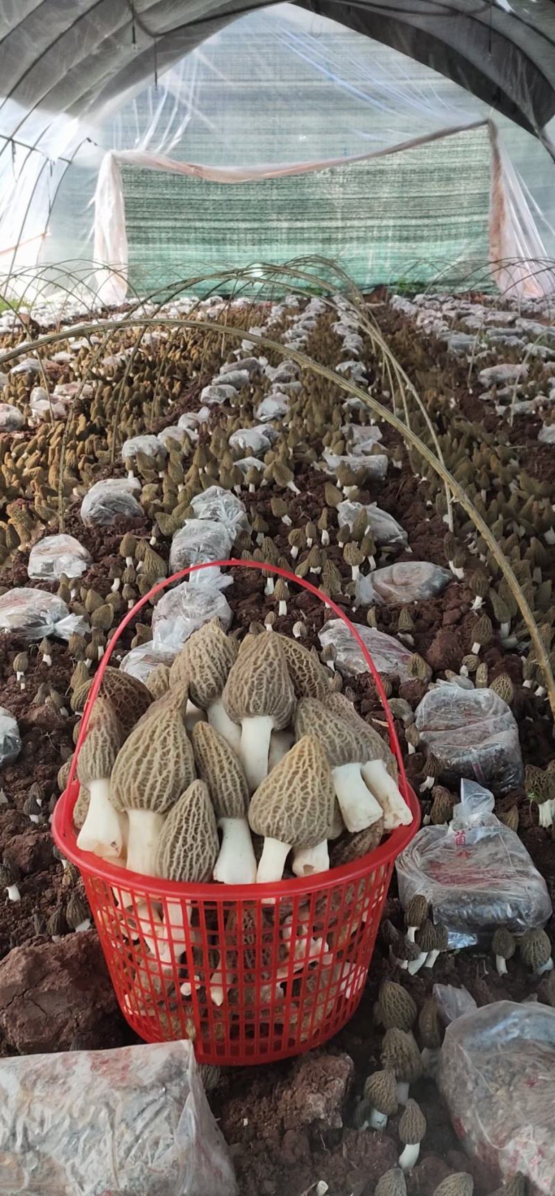 青海郅阳羊肚菌菌种原种