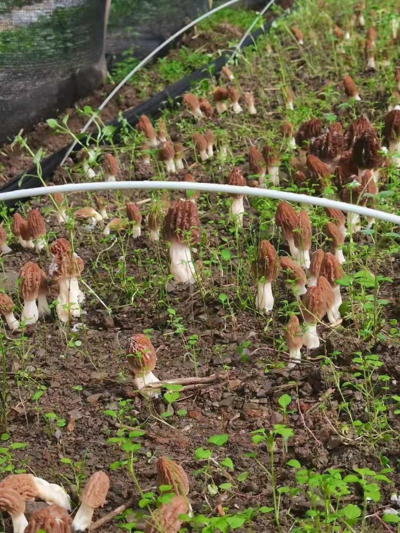 青海郅阳羊肚菌菌种原种