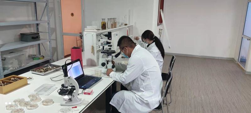 青海郅阳羊肚菌菌种羊肚菌母种六妹七妹高品质