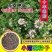 小冠花种子护坡灌木种子全国发货量大优惠