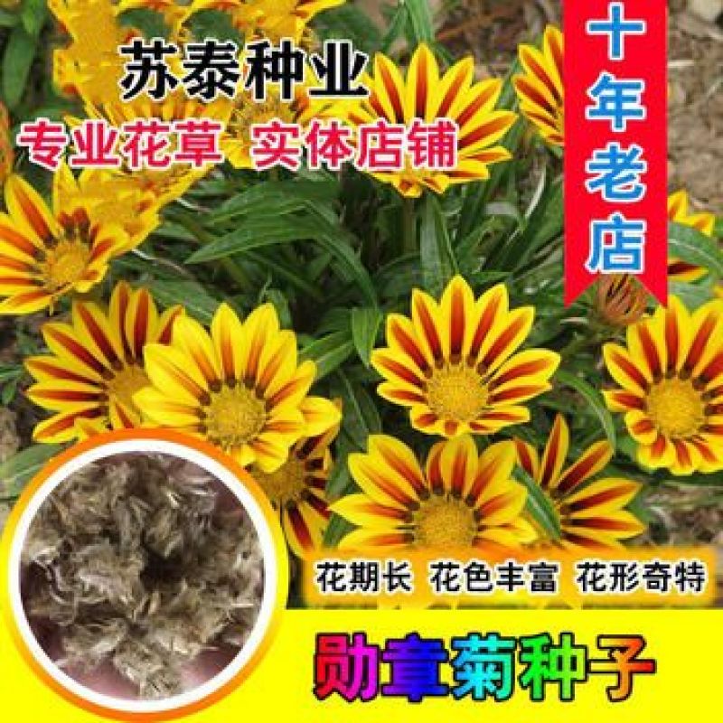 勋章菊种子花种子非洲太阳花菊花阳台庭院盆栽花种籽