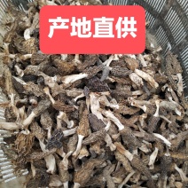 羊肚菌大别山野生羊肚菌湖北黄冈