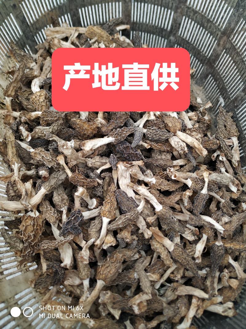 羊肚菌大别山野生羊肚菌湖北黄冈