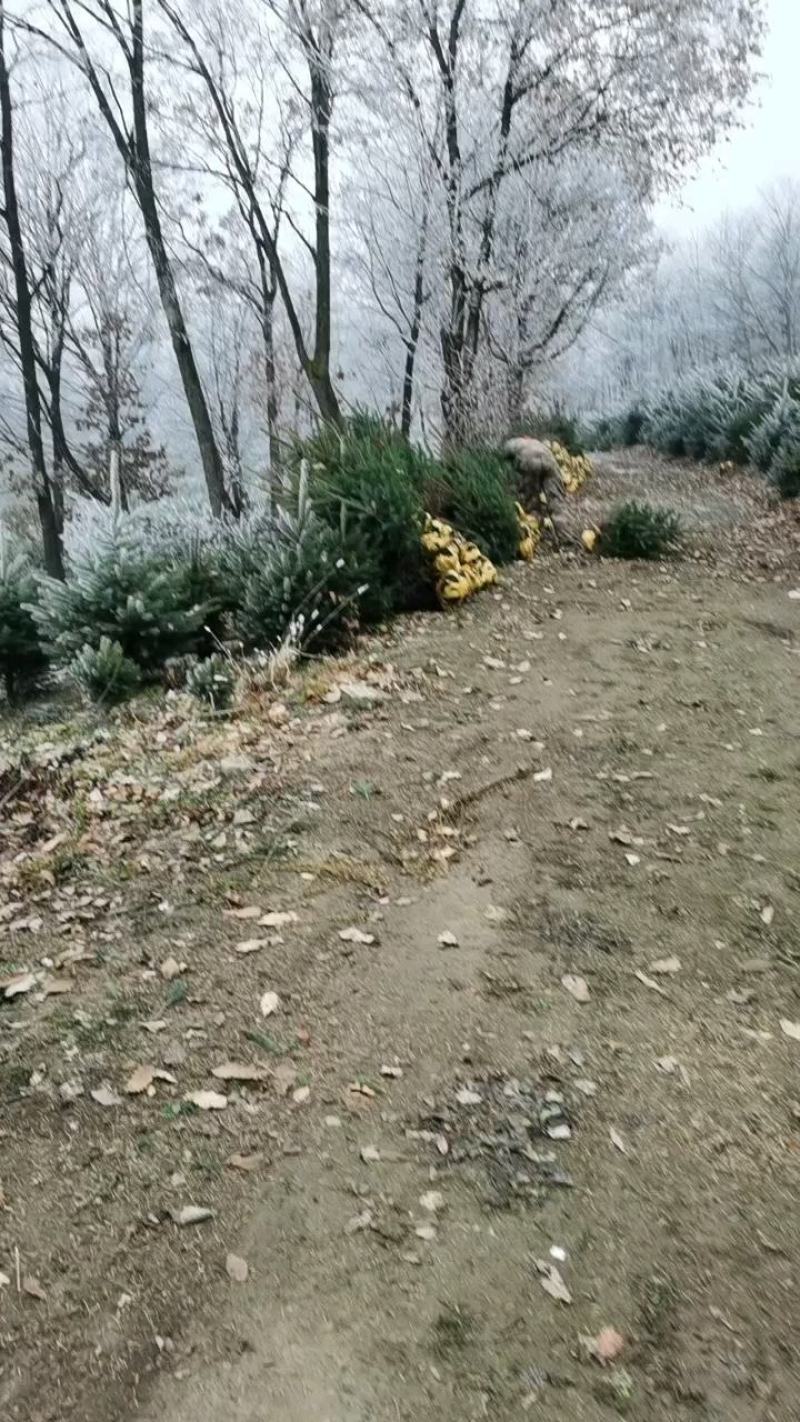 松树