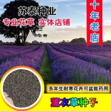 薰衣草种子香草种子四季易种庭院阳台种子景观花海