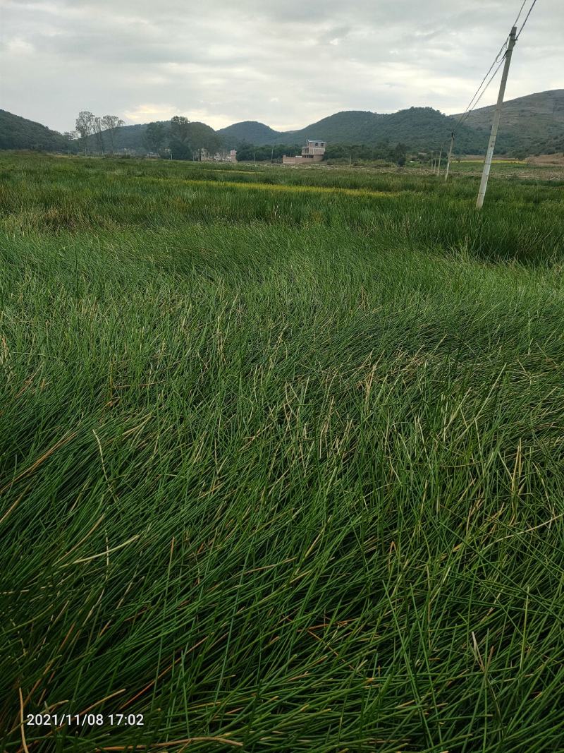 马蹄