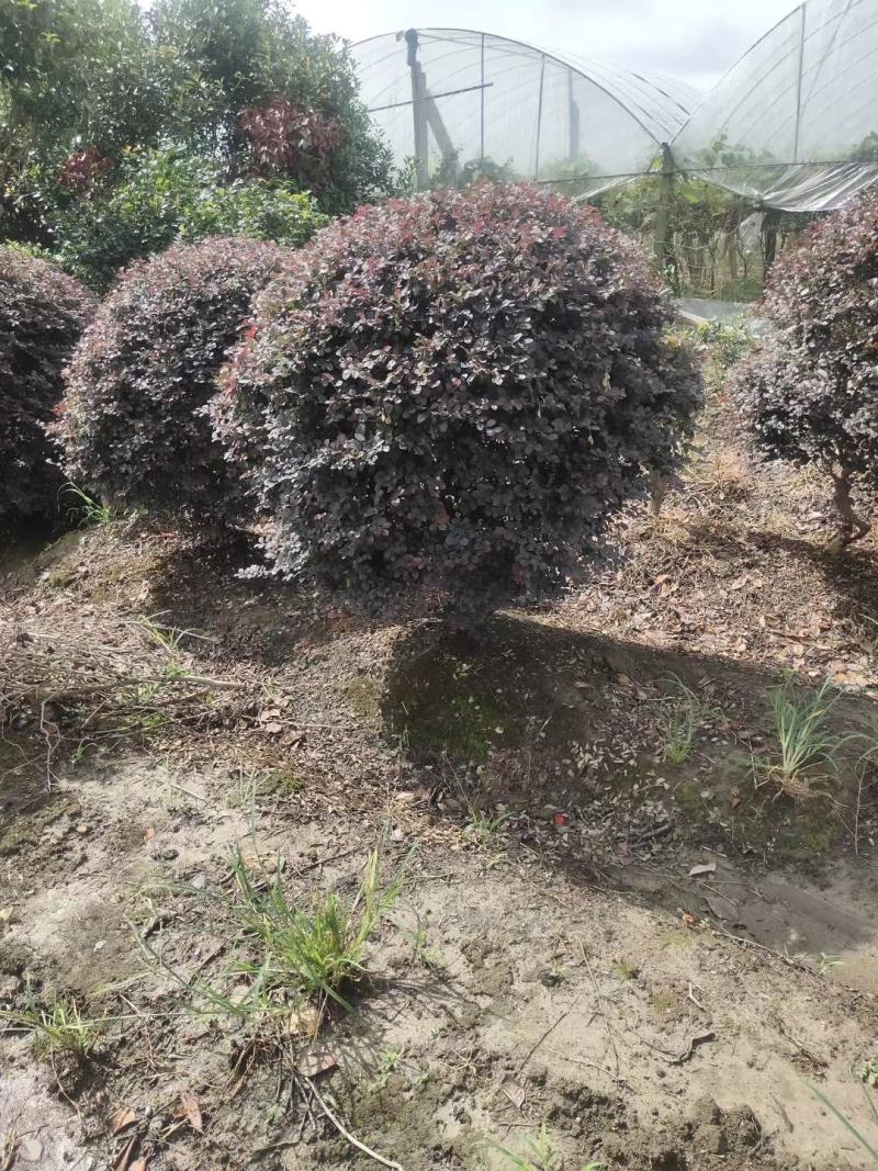 红花继木球基地大量供应，江苏宿迁沭阳县基地直销无中间商