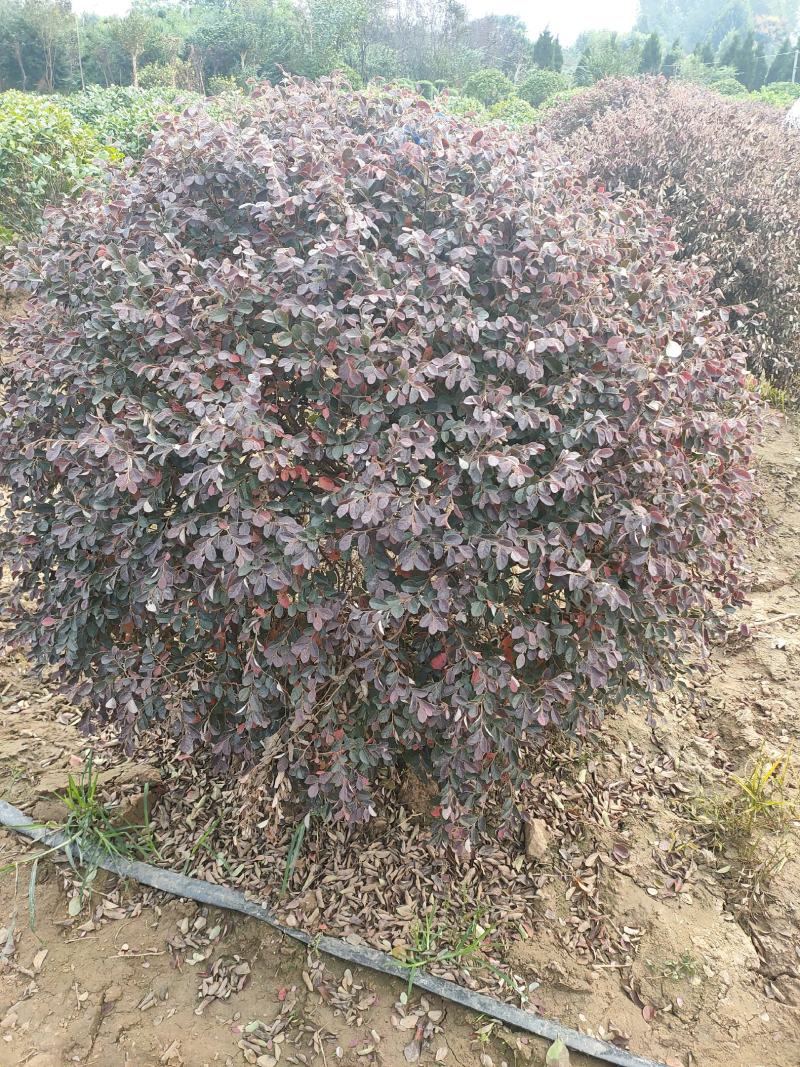 红花继木球基地大量供应，江苏宿迁沭阳县基地直销无中间商