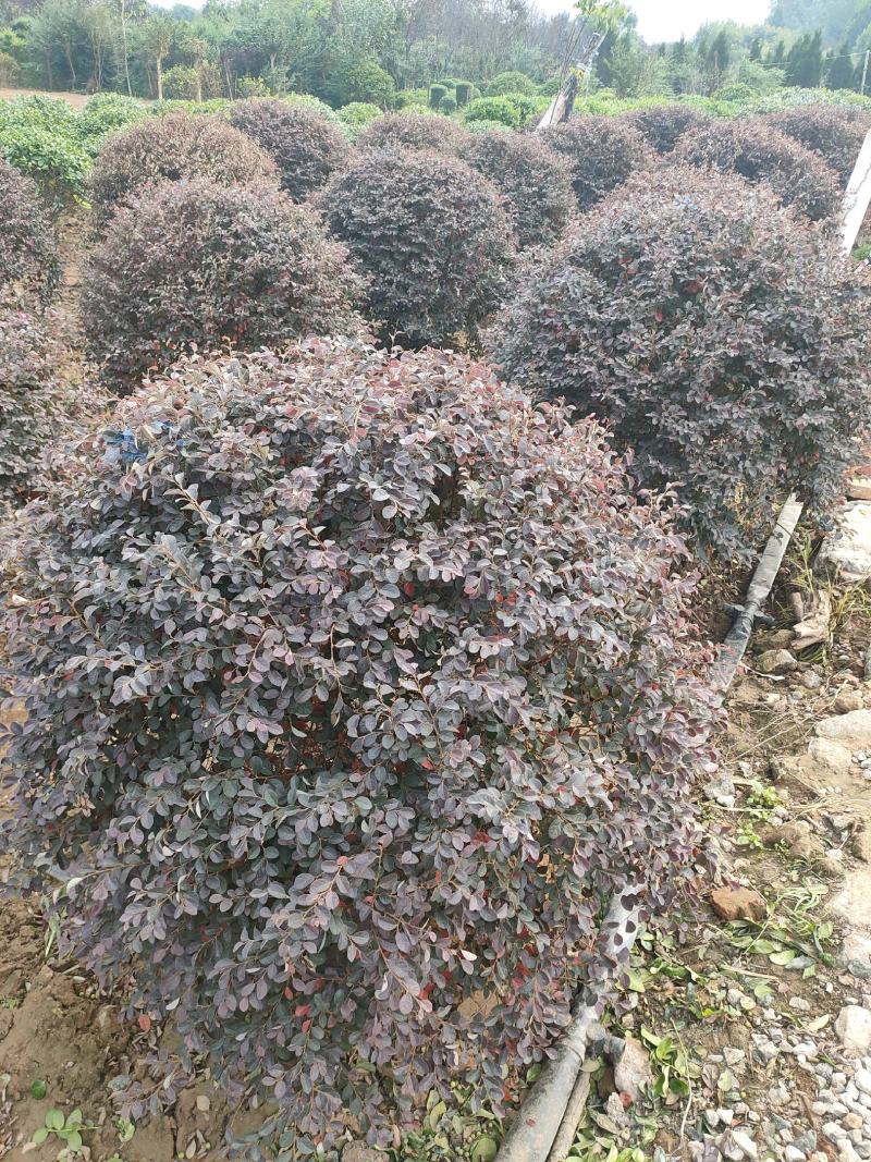红花继木球基地大量供应，江苏宿迁沭阳县基地直销无中间商