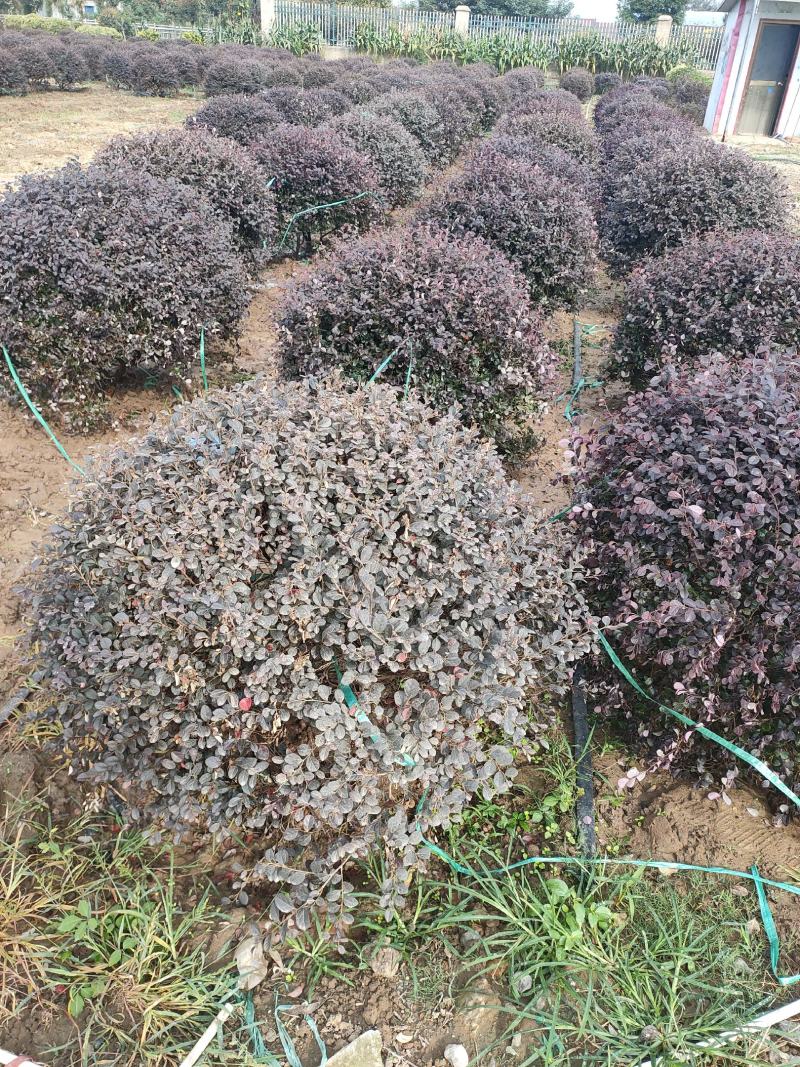 红花继木球基地大量供应，江苏宿迁沭阳县基地直销无中间商
