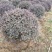 红花继木球基地大量供应，江苏宿迁沭阳县基地直销无中间商