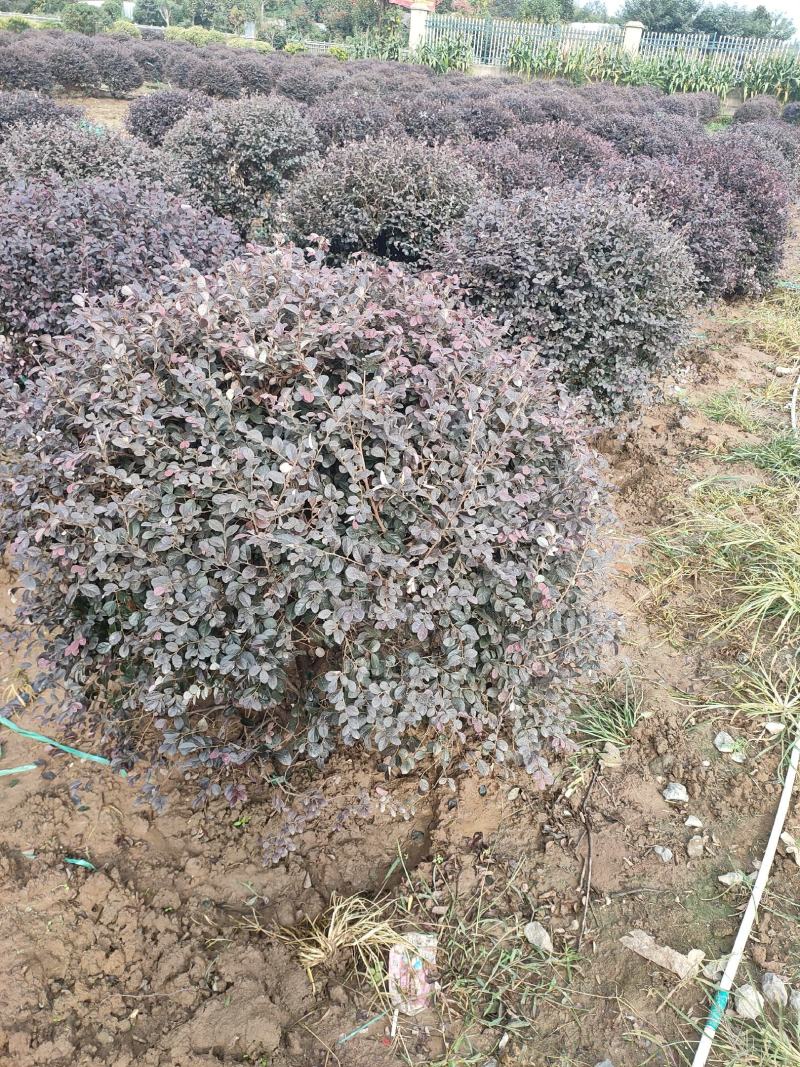 红花继木球基地大量供应，江苏宿迁沭阳县基地直销无中间商