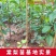 棠梨苗实生梨树苗包邮梨树砧木苗梨树脚树苗实生梨苗