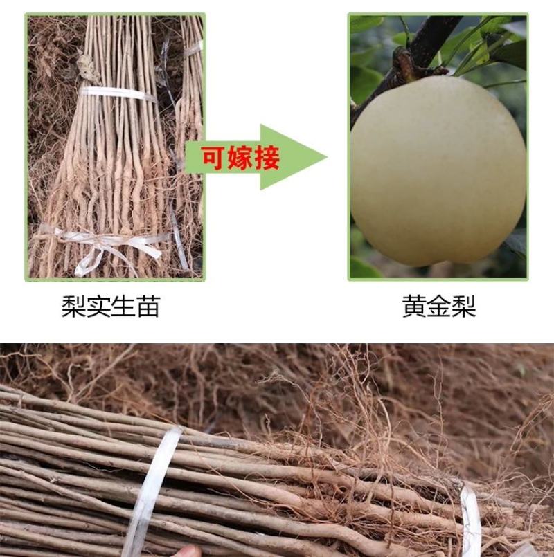 棠梨苗实生梨树苗包邮梨树砧木苗梨树脚树苗实生梨苗