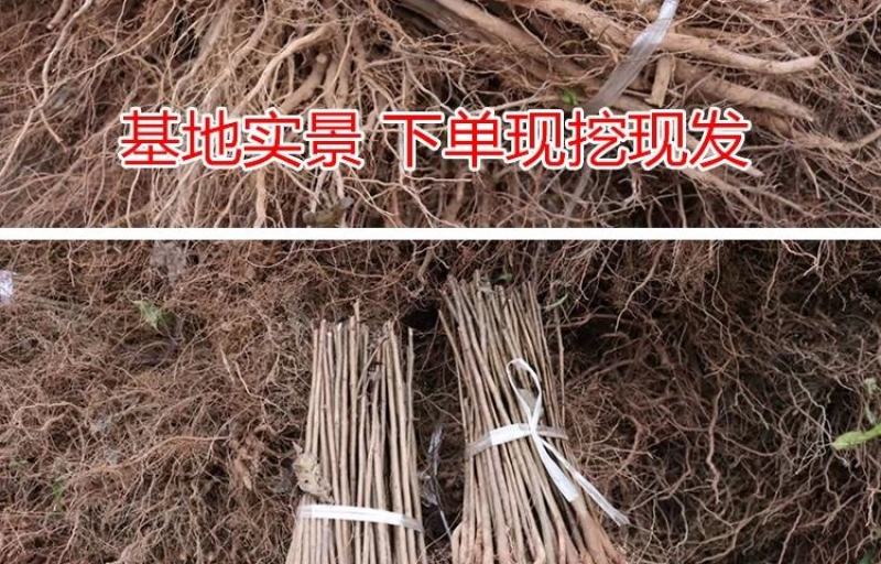 棠梨苗实生梨树苗包邮梨树砧木苗梨树脚树苗实生梨苗