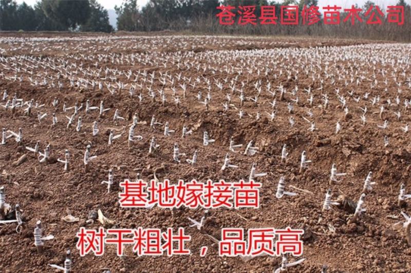 棠梨苗实生梨树苗包邮梨树砧木苗梨树脚树苗实生梨苗