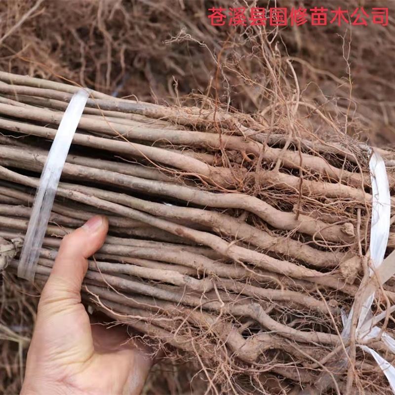 棠梨苗实生梨树苗包邮梨树砧木苗梨树脚树苗实生梨苗
