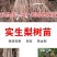 棠梨苗实生梨树苗包邮梨树砧木苗梨树脚树苗实生梨苗