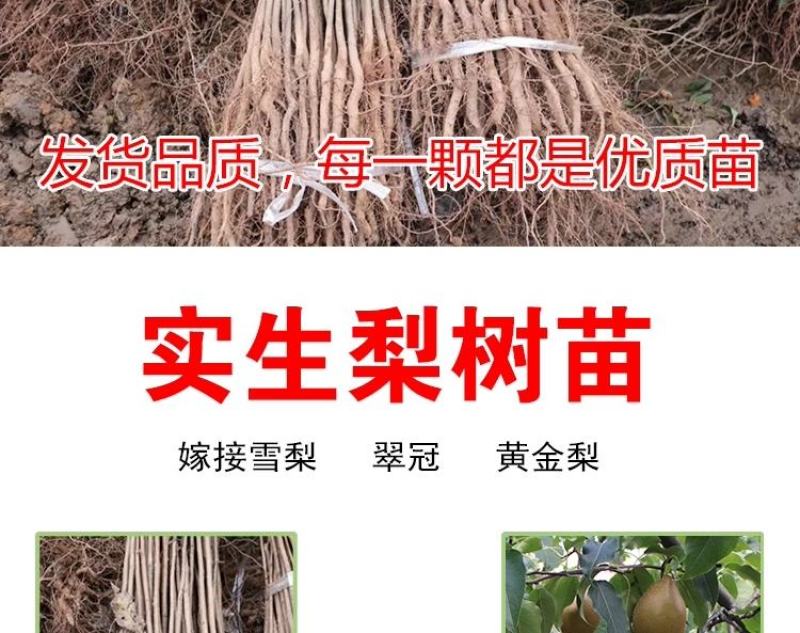 棠梨苗实生梨树苗包邮梨树砧木苗梨树脚树苗实生梨苗